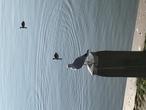 Purple Line: France+Germany+Luxembourg+Netherlands+Belgium travel pictures 