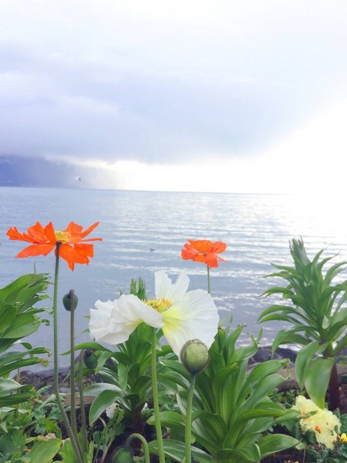 4 Day Switzerland  travel pictures 