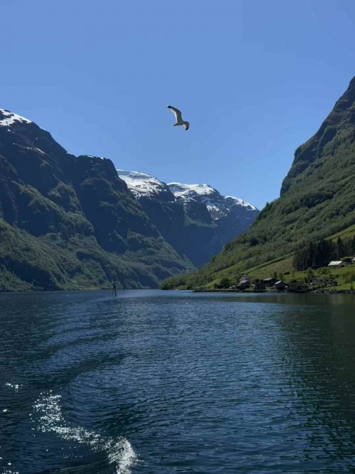 Pink Line: Danmark+Norway+Sweden travel pictures 