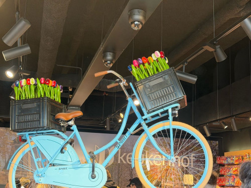 3-Day Tulip Tour (From Frankfurt) travel pictures 