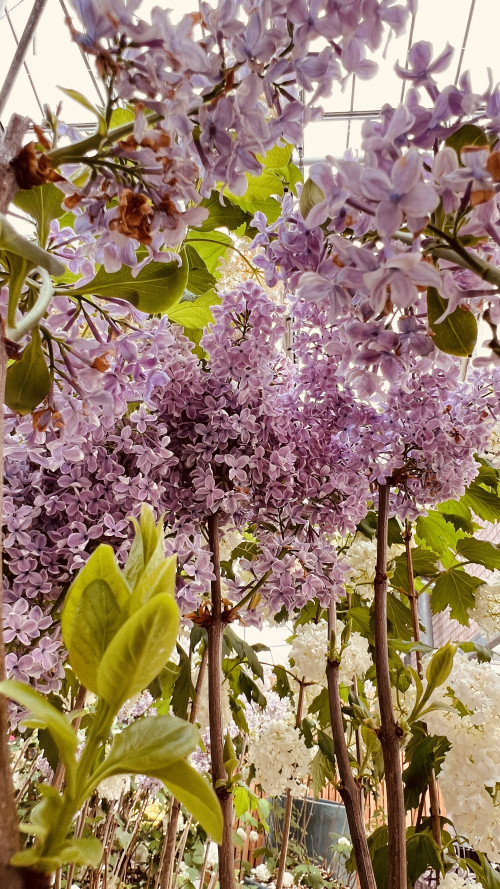 3-Day Tulip Tour (From Frankfurt) travel pictures 