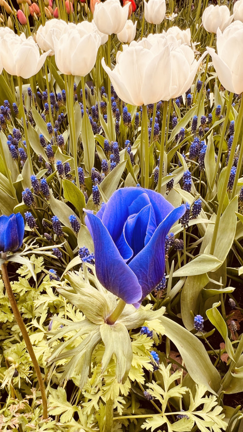 3-Day Tulip Tour (From Frankfurt) travel pictures 