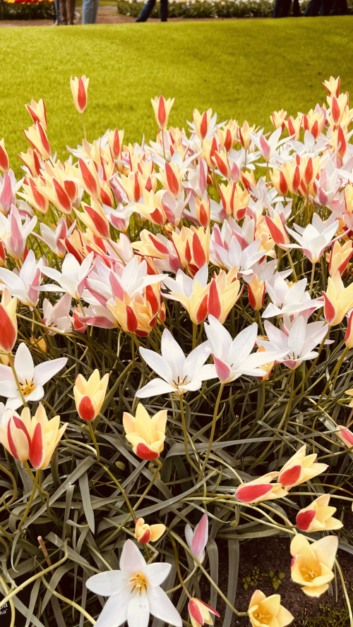 3-Day Tulip Tour (From Frankfurt) travel pictures 