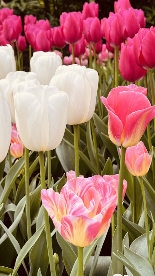 3-Day Tulip Tour (From Frankfurt) travel pictures 