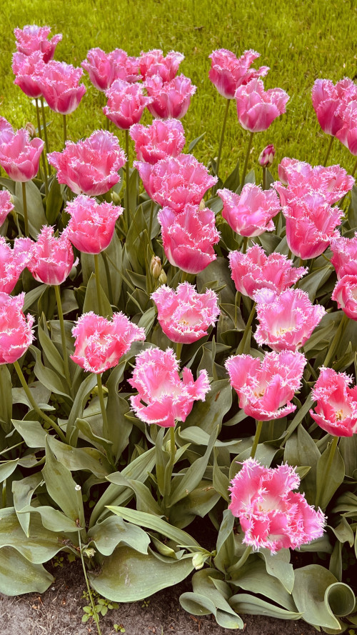 3-Day Tulip Tour (From Frankfurt) travel pictures 