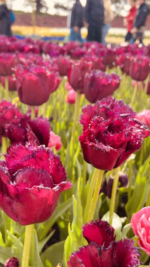 3-Day Tulip Tour (From Frankfurt) travel pictures 