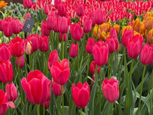 3-Day Tulip Tour (From Frankfurt) travel pictures 