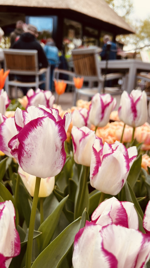 3-Day Tulip Tour (From Frankfurt) travel pictures 