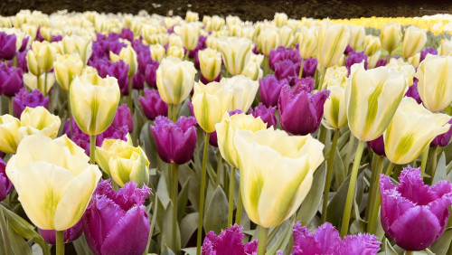 3-Day Tulip Tour (From Frankfurt) travel pictures 